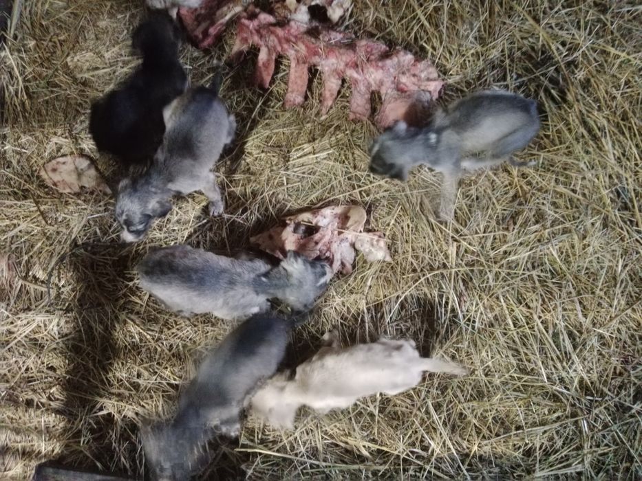 Продам щенков тазы