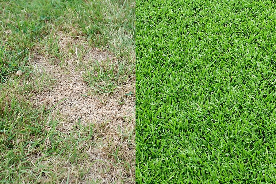 Услуги Садовника Богбон хизмати. Фумигация обработка деревьев.