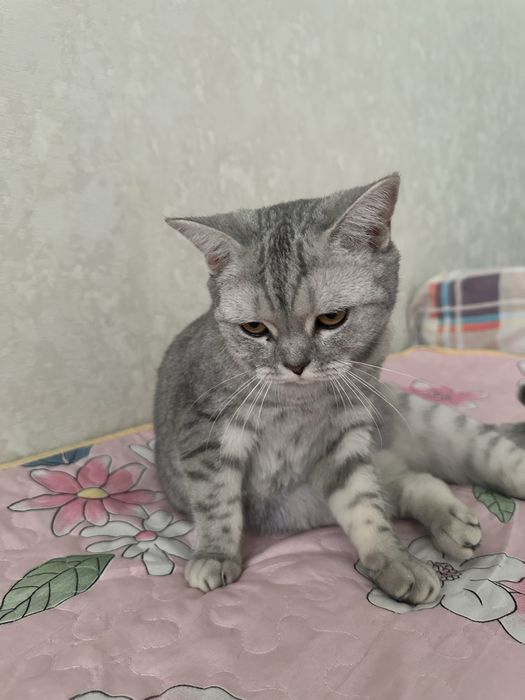 Шотландская кошка