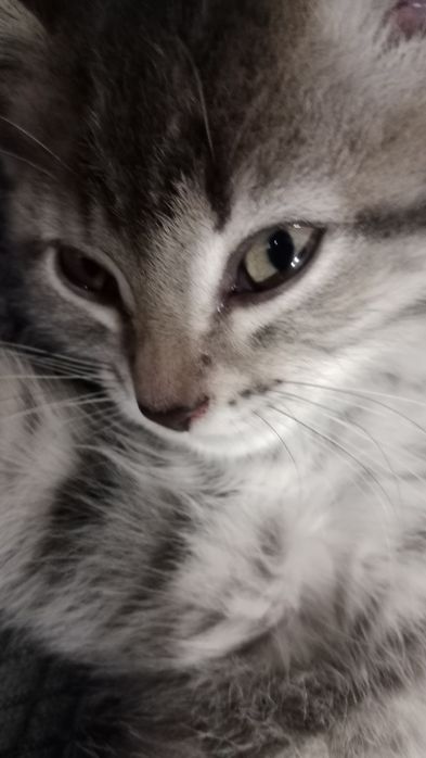 Отдам котенка мальчик