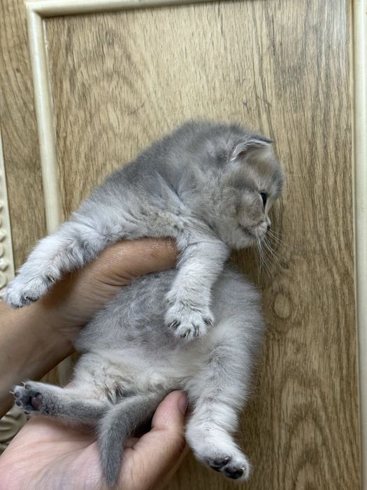 britanskiy toza qon mushuk mushukcha британский котенок britain kitten