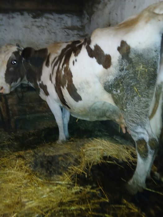 Vaca de vânzare.