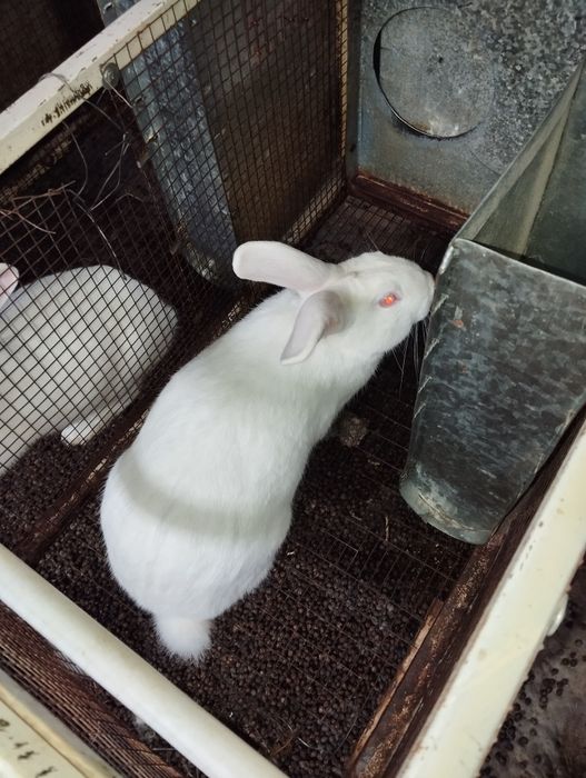 Сотилади гуштга куенлар  4-5 кг чикиб колади