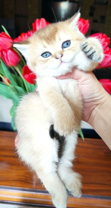 Продаются шикарные котята скотиш фолд и скотиш страйт