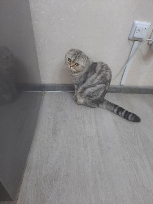 Кошка в хорошие руки