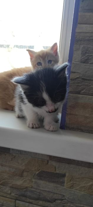 Забавные домашние котята