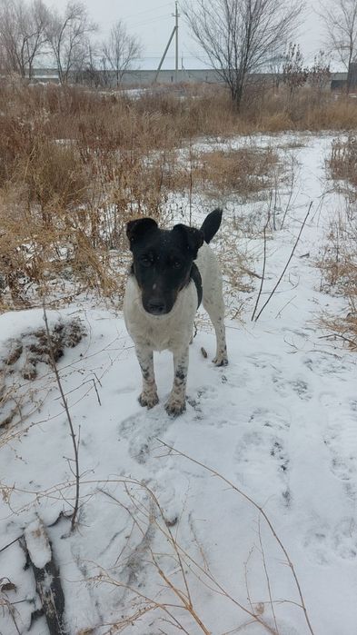 Фокстерьер. Мальчик и девочка