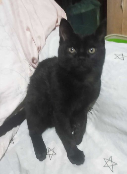 Котята в добрые руки.