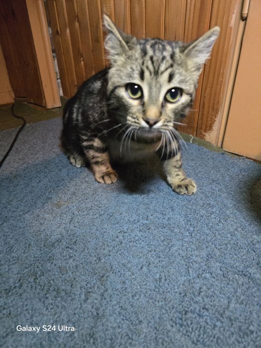 Малко коте  +подаръци