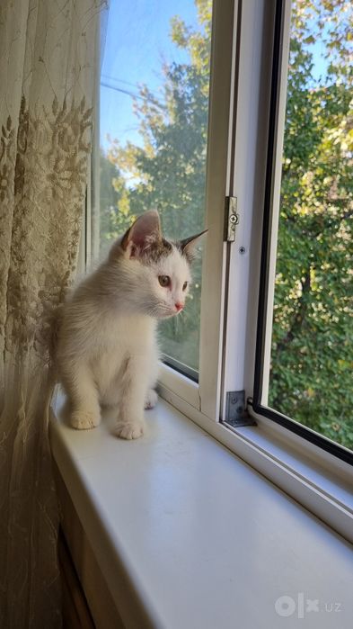 Отдам в добрые руки котенка