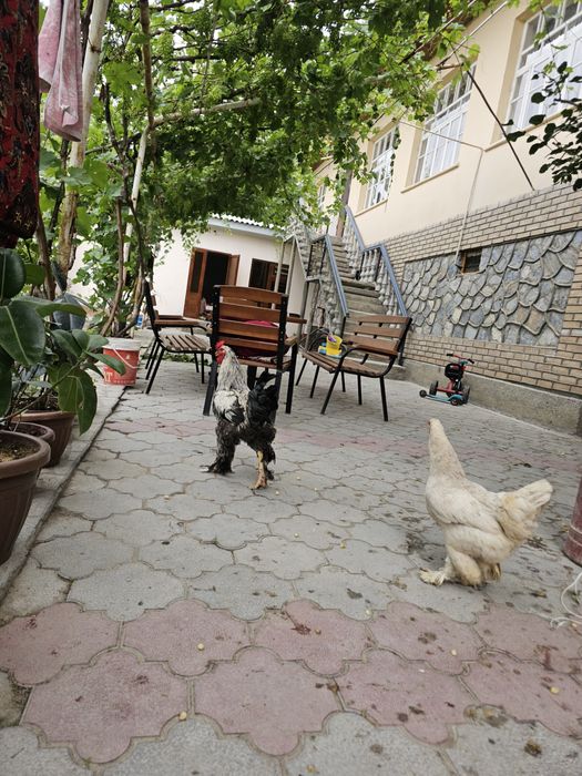 35 mingga Brama joʻjalari -  1 oylik,  uy sharoitida