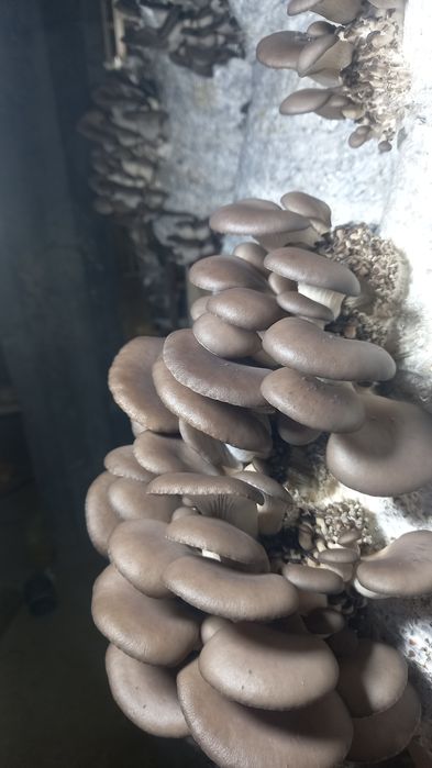 Кузикорин Вешенька Наманган