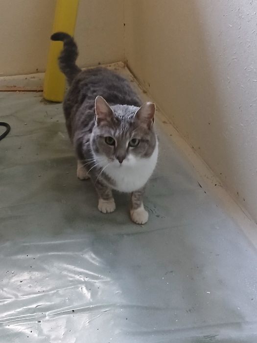 Подарявам женско коте