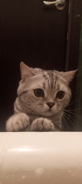 Скотишь страйт кот