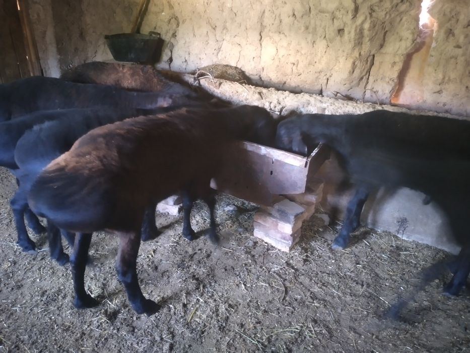 Qurbonlik uchun sifatli be nuqson qulog'i butun Quchqorllar bor