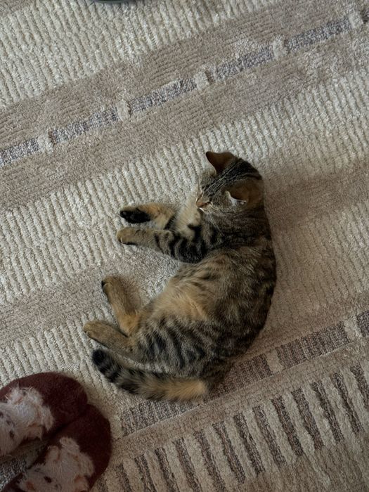 Кошечки стерилизованные