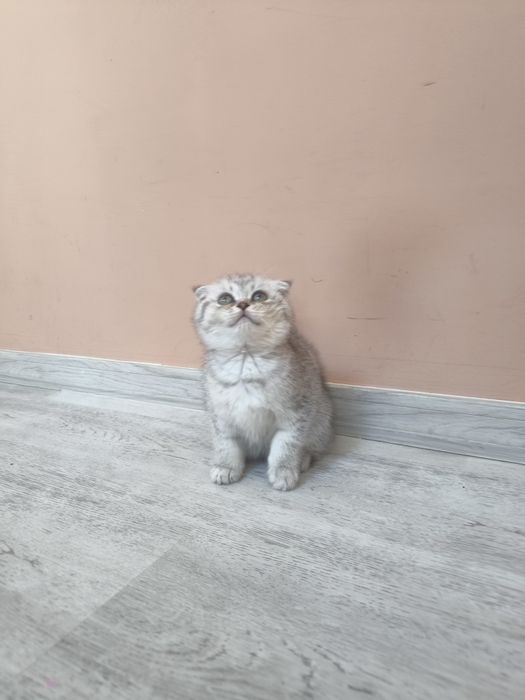 Scottish Fold Chinchilla - femela