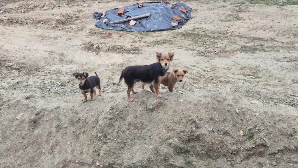 Кученца търсят дом