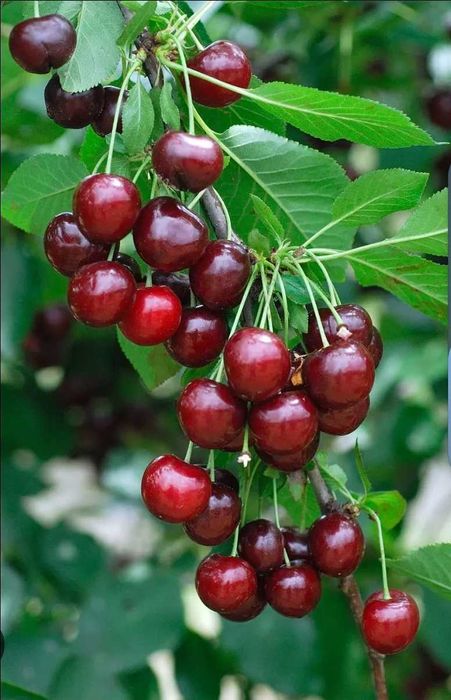 Саженцы вишни, малины.