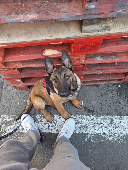 Vând ciobanesc belgian malinios