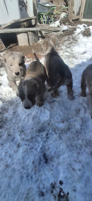 Тобет күшіктер ..