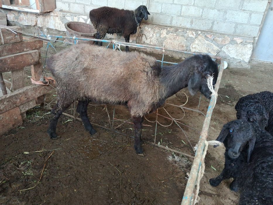 Uyda yaxshi boqilgan qo‘ylar arzon narxlarda sotiladi.Yana kelishiladi
