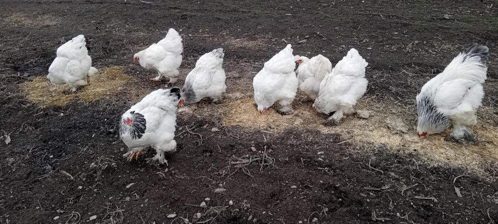Oua de incubat rațe mute l/eșești și oua de găină  brahma