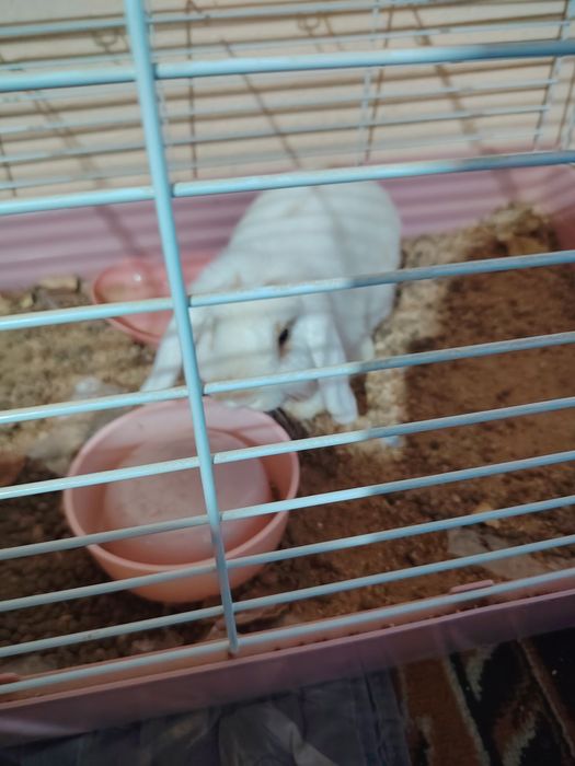 Kuyun krolik dekarativ ogil bola sotiladi