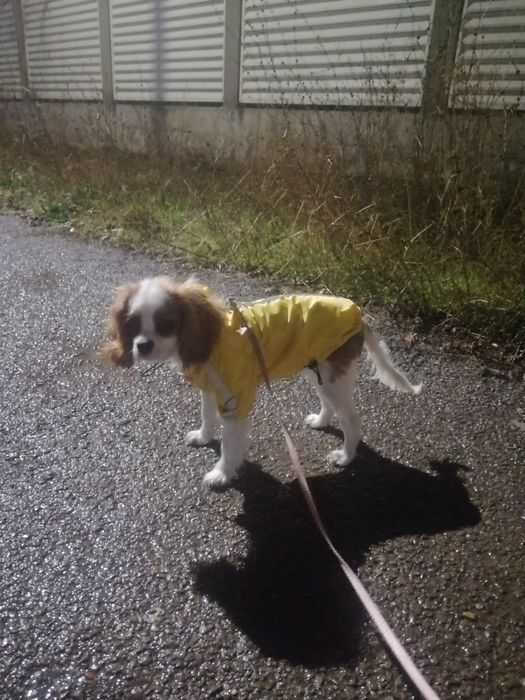 Куче Кавалер Кинг Чарлз шпаньол