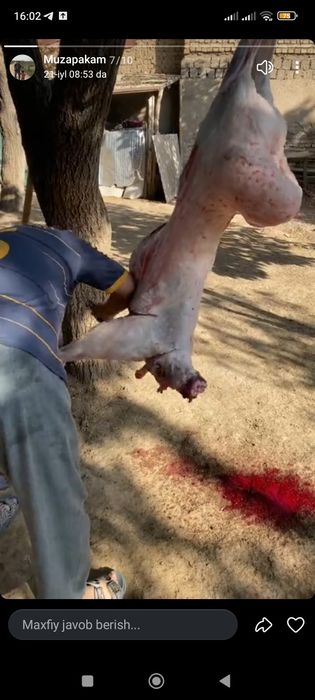 Qoy gosht bor trik qoylani 87000 somdan soyib beramiz trik vazniga