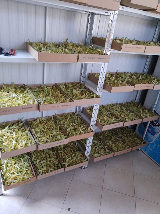 Липов цвят за чай