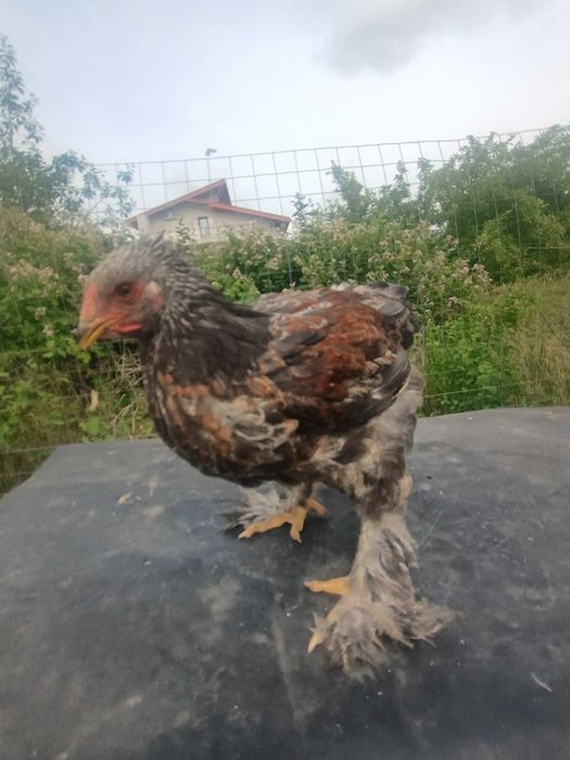 Se vând Cocoșei Brahma  bso