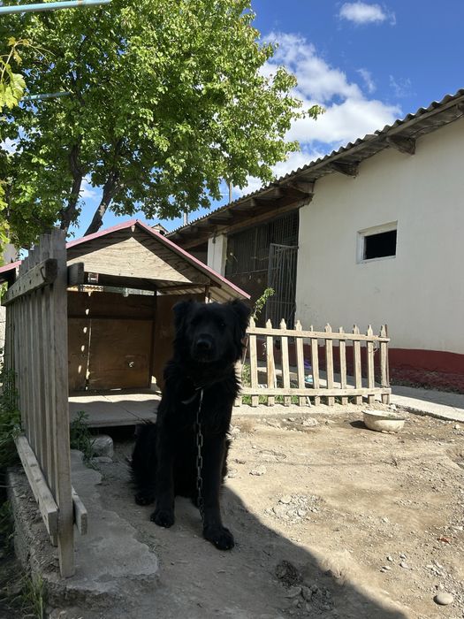 Овчарка черные 50к торг есть