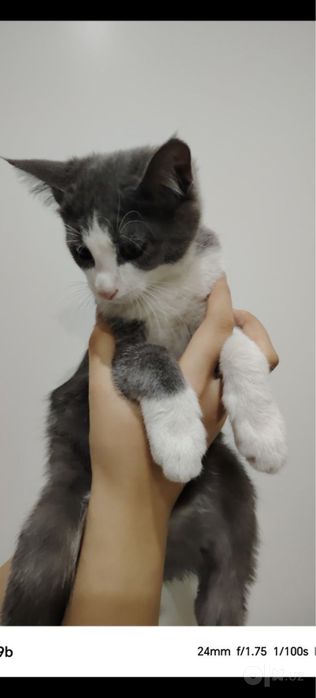 Котята ищут добрый и любящий дом