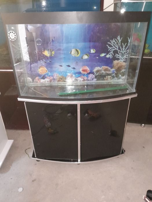 Akvarium 250 litr 6 oyna
Qôship beraman dõmik  
Tosh filter chipiyõn s