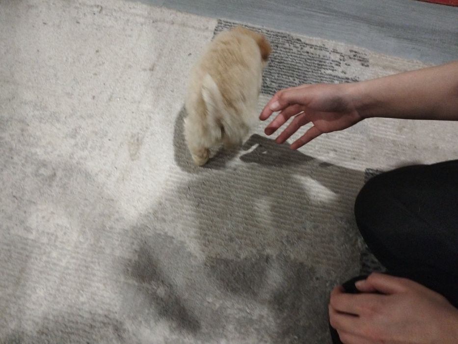 Микро-щенок девочка!