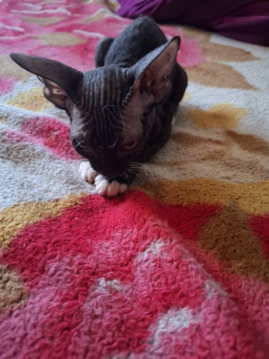 Продам  катёнка   цфинкс