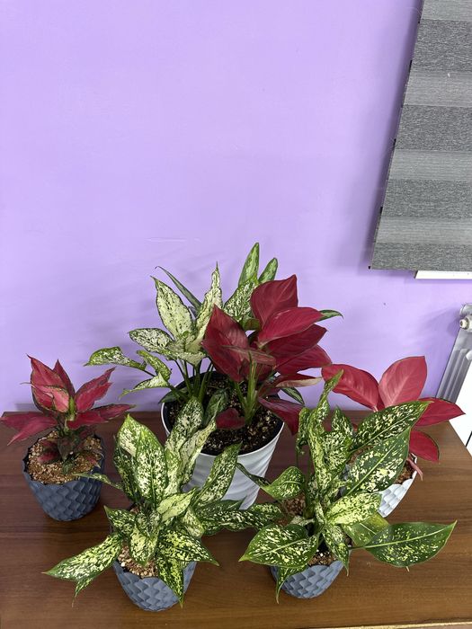 Аглоанема, ухоженные