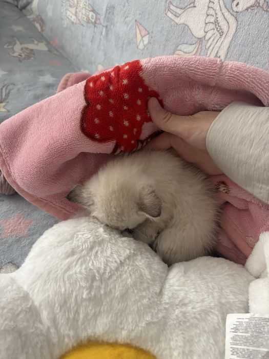 Отдам 2 котенка