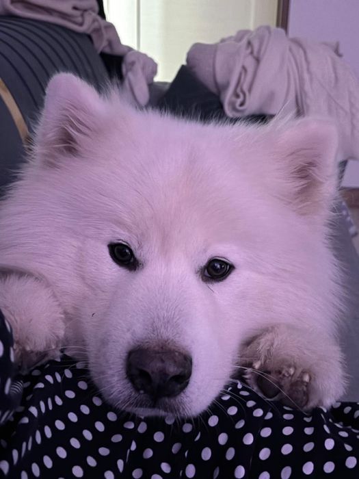 Предлагается самоед кабель для вязки