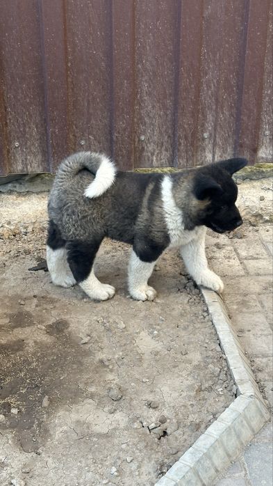 Щенки Американской акиты