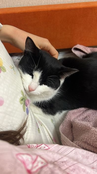 Домашний кот Томас