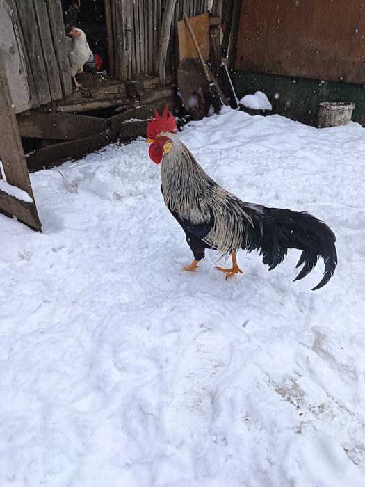 Cocoși italieni tineri