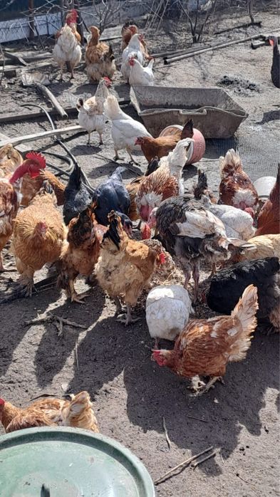 Продам домашние яйца