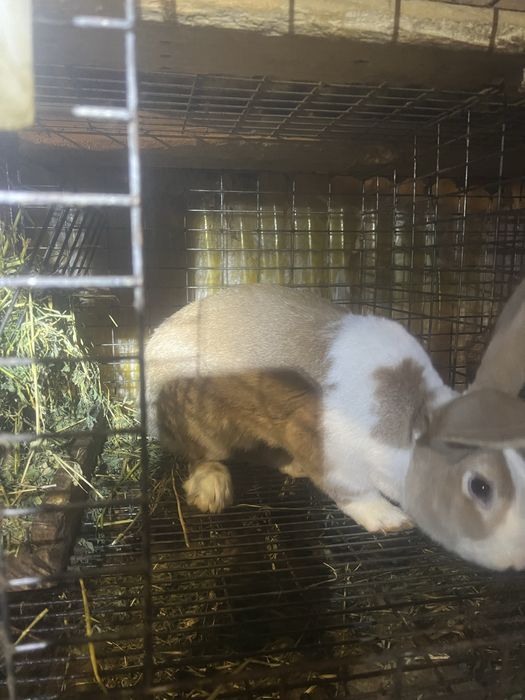 Iepuri de vanzare haycol francez