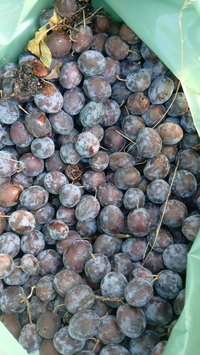 Vand prune culese