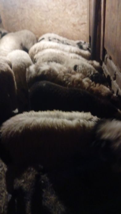 Vând   mieluti   grași