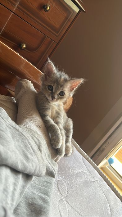 Котята бесплатно