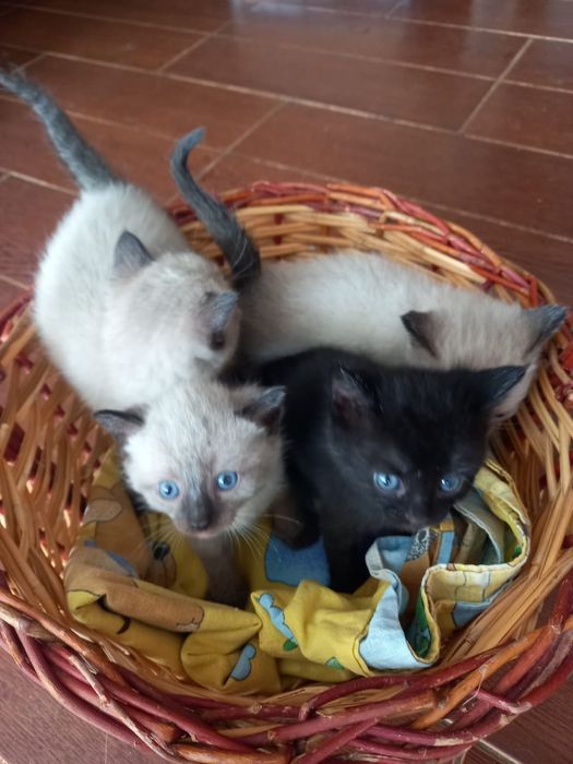 Отдам котят в добрые руки