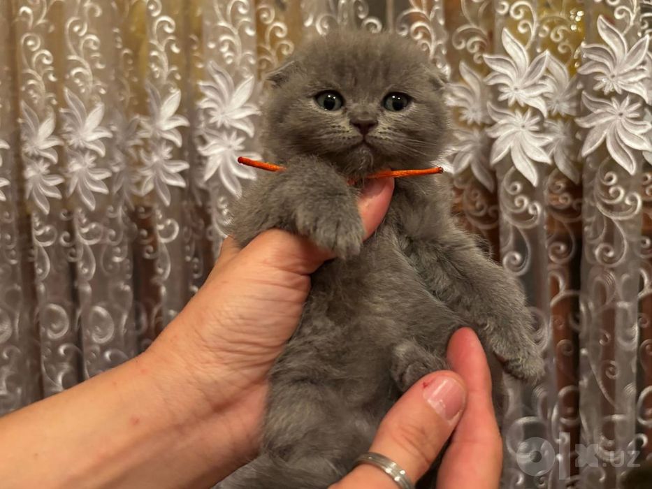 Продам семерых котят